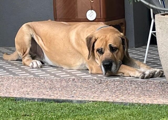 Hund mit nachdenklichem Blick